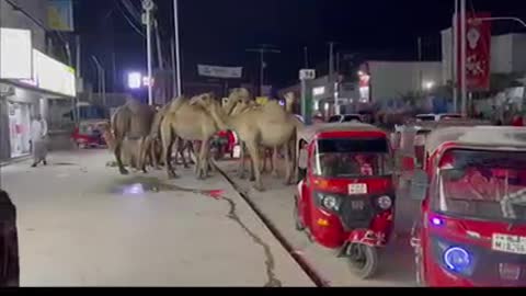 Camel 🐫 walking in market