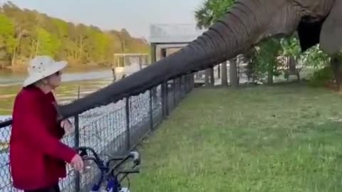 Animal