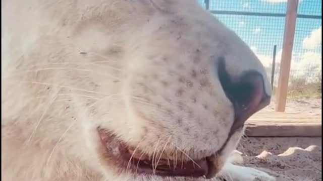 The teeth on both sides of the lion are very sharp. Have you seen that?