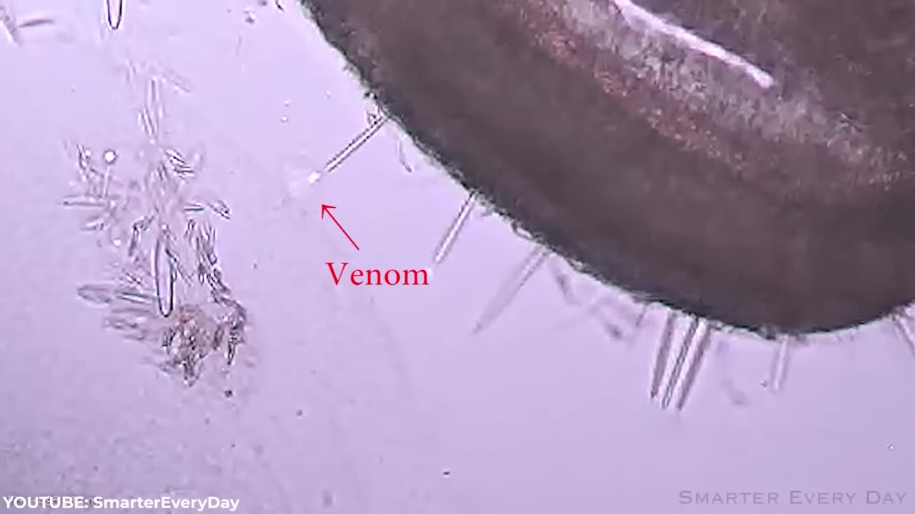 10 Animals That Make Swimming Extremely Dangerous!!!!!!!