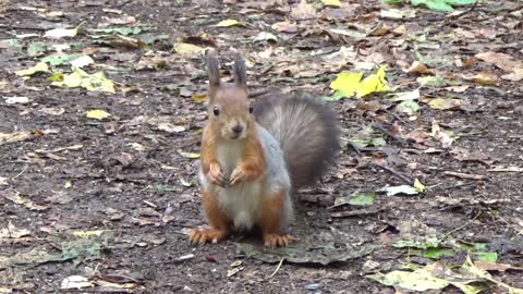 Cute squirrel