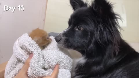 Rescued Tiny Kitten Grows Up Believing He’s a Big Dog