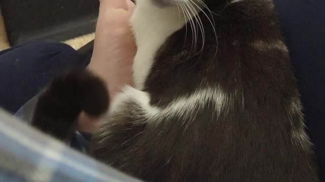 attack of the pet cat