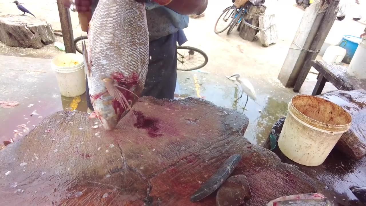 Cutting Huge Emperor Fish