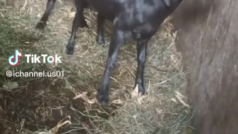 Happy time for the little animals51298210