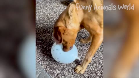 Funny Dogs And Cats Videos 2023 - Best Animal Videos Of The Month #3