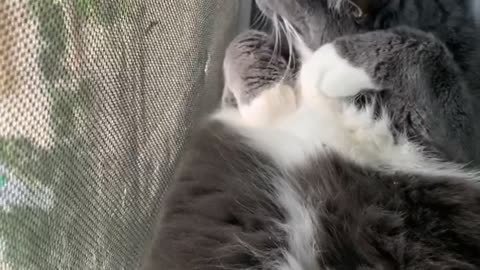 Cat Relaxes In Window Sill