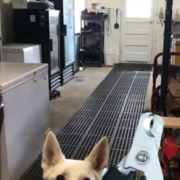 Funny Animals shorts cat & coffee 😂 Cats Dogs Pets laugh viral video.