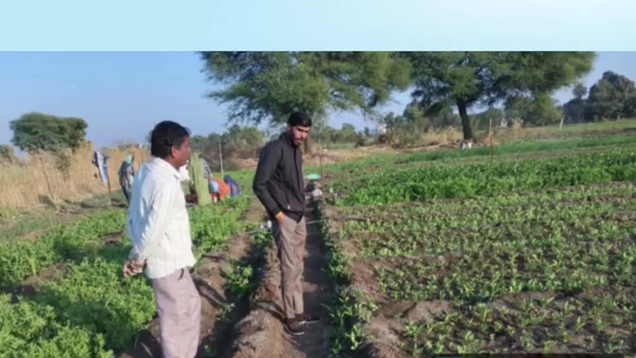 Prevent Plant Diseases with Trusted Fungicides in India | NACL