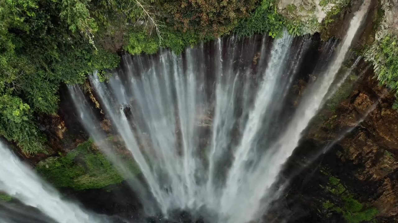 Waterfall singing Bird's 🐦