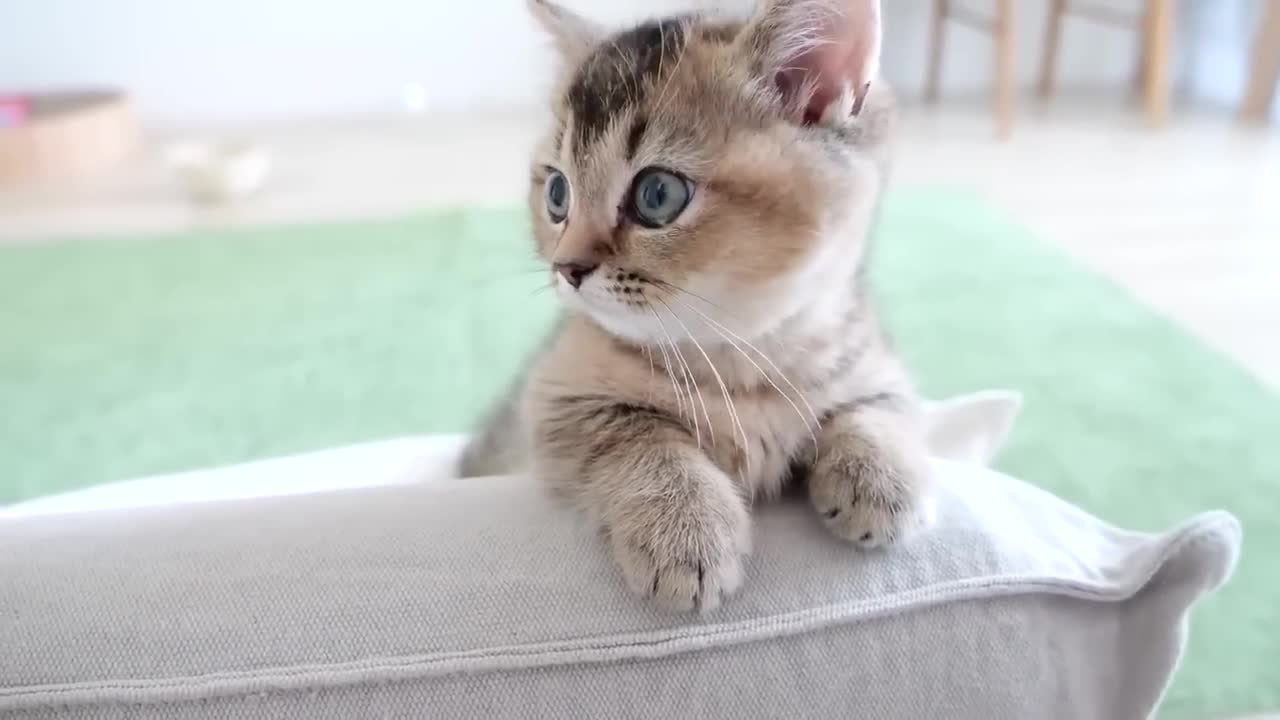 The kitten who is interested and appealing is too cute