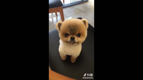 Woah Is This Puppy Even Real