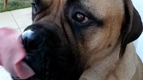 Bull mastiff in slow motion