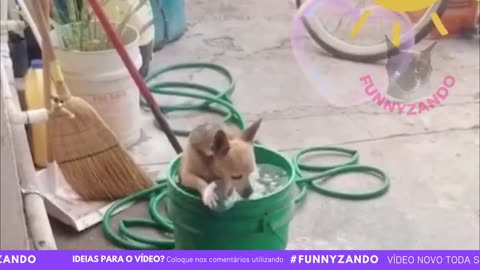 Funny video animals