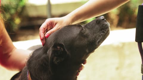 DOG SHOWING LOVE TO HIS OWNER