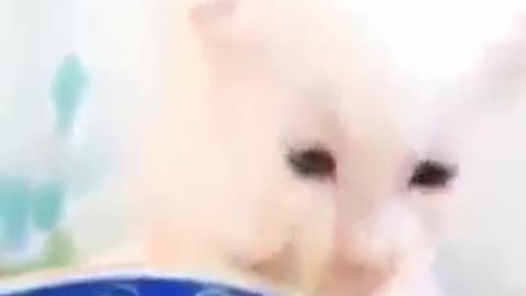 Funny Cat videos