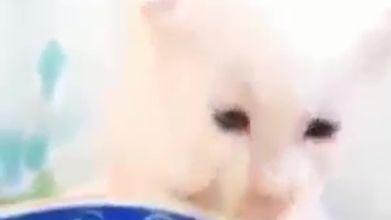 Funny Cat videos