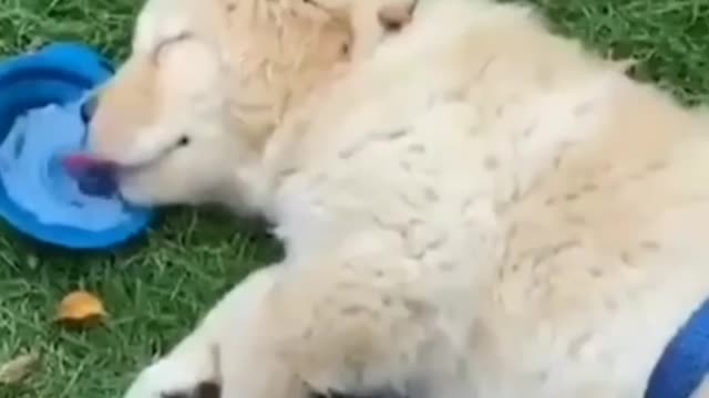 This dog shows us the unique way of drinking water