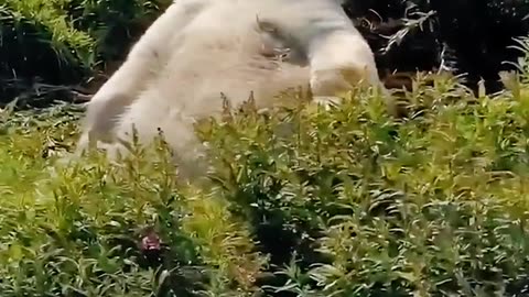 A sleepy polar bear