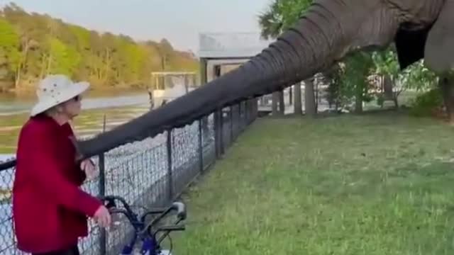 Funniest animals ever, relax with cute animals, animals videos