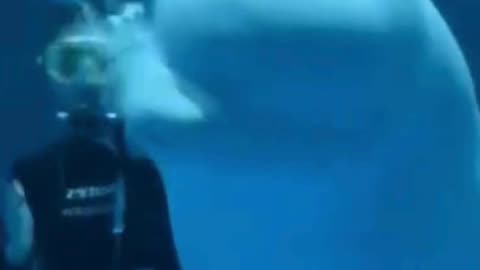 💋Good Morning, Beluga Whale Dancing with Trainer