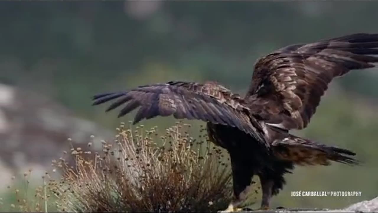 Eagle attack