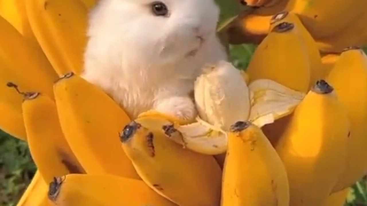 banana 🍌🍌🍌 dhek Kar AP ka Dil kana ko kar raha hai