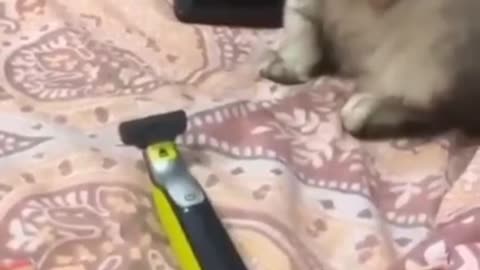 World no 1 funny cat