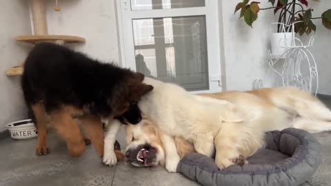 What do Puppies do when a Golden Retriever occupies their bed