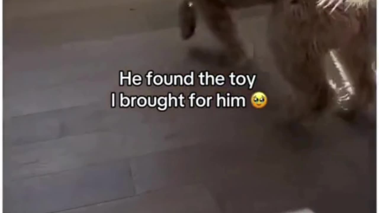 Dog gets it's first house. Awesome!