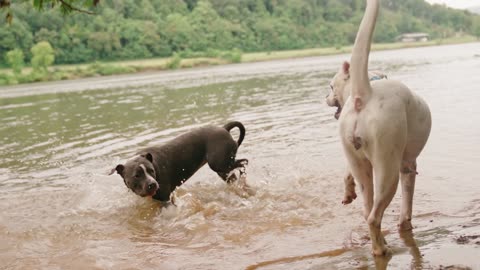 Beautifull white PItbull and black pitbull are playing in ocean