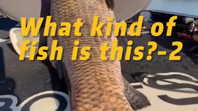 What kind of fish is this