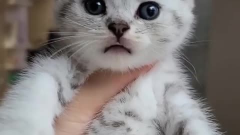 Cute baby 🐈 Cats