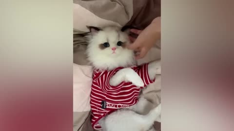 Hilarious pets compilation | Funny animals that will make you laugh