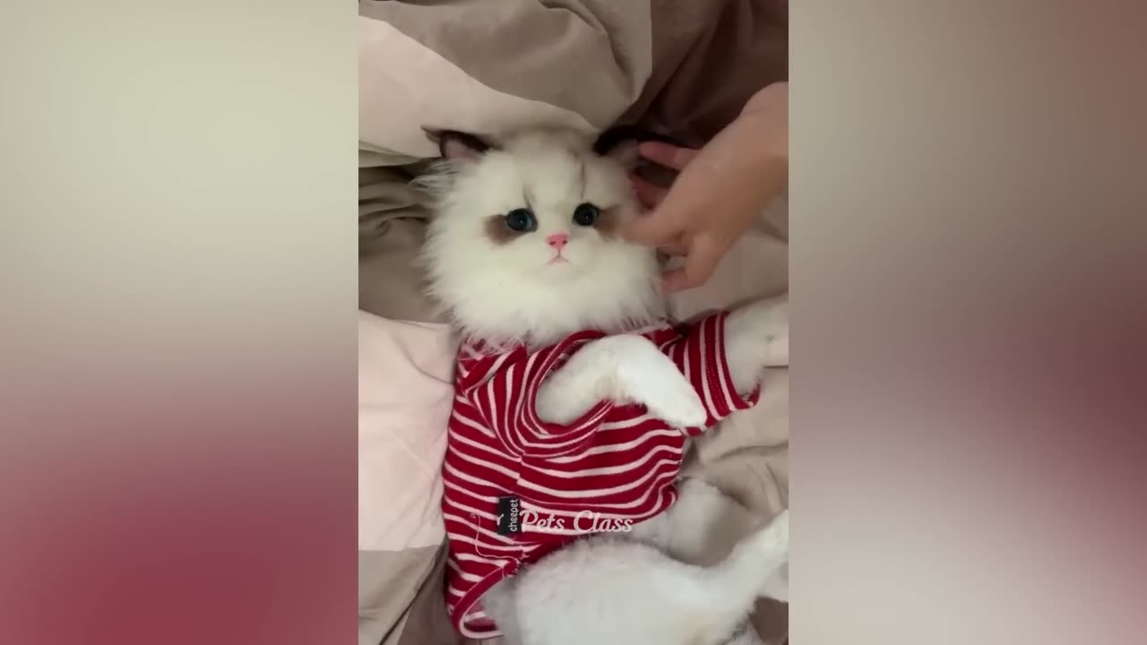 Hilarious pets compilation | Funny animals that will make you laugh