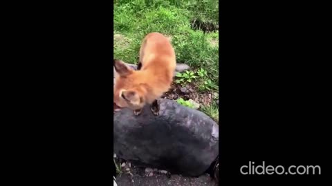 Best Funny Animal Videos 2024