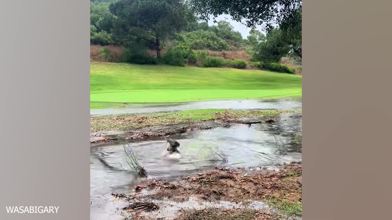 Cute dogs playing with water.