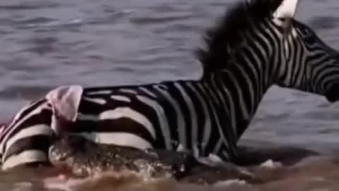 Poor little zebra. I lost a lot of blood from a crocodile bite.