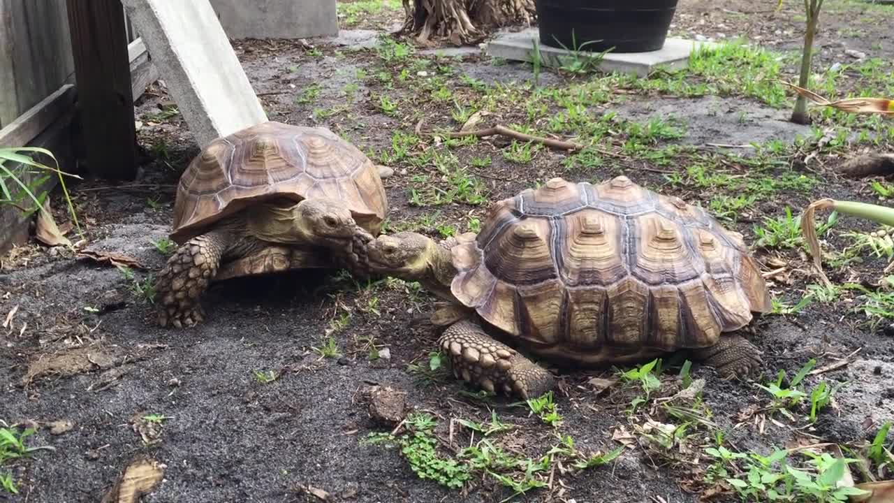 Tortoise eating poo, is it okay?-13