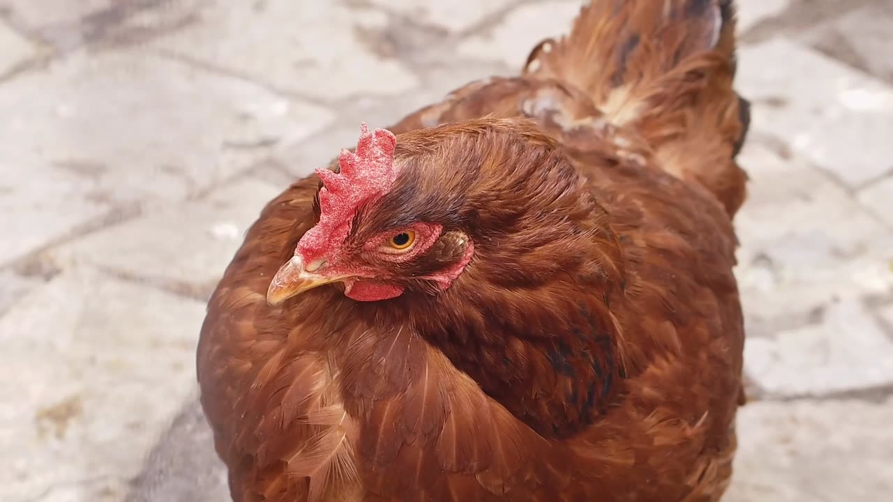 Adorable chicken