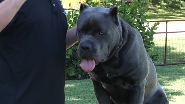 How Big Can a Cane Corso Get?