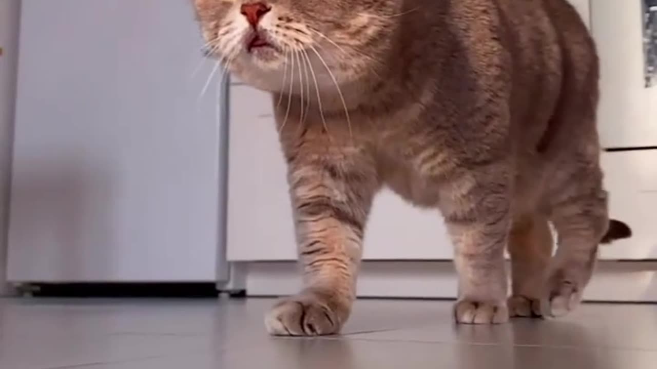 Dashing and cute cat walking