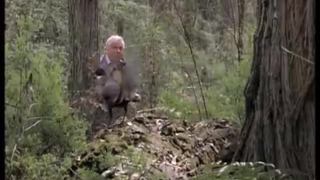 Attenborough: the amazing Lyre Bird sings like a chainsaw! Now in high quality | BBC Earth