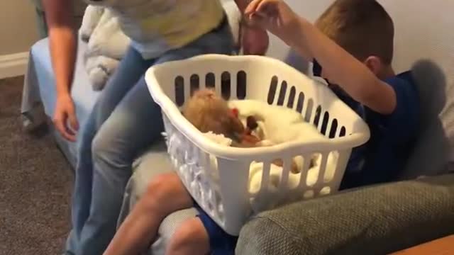 Puppy surprise