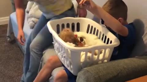 Puppy surprise