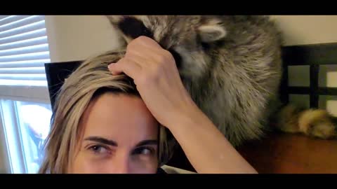 Raccoon Grooming. Canela the Raccoon Spa. #raccoon , #canelatheraccoon