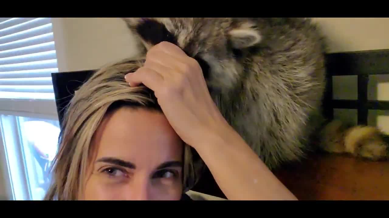 Raccoon Grooming. Canela the Raccoon Spa. #raccoon , #canelatheraccoon