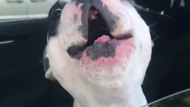 french bulldog singing