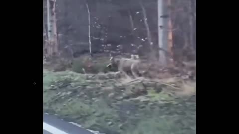 That wolf would have gotten him if it weren't for the car