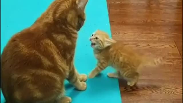 Cat fight cat videos 2022